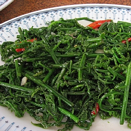 過貓菜好處營養師報你知!